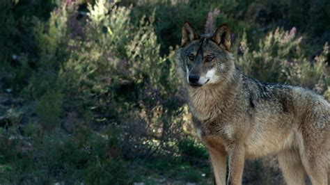 Aprendemos a identificar las huellas del lobo ibérico